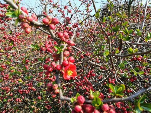 Pigwowiec japoński (chaenomeles japonica)